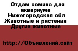 Отдам сомика для аквариума - Нижегородская обл. Животные и растения » Другие животные   